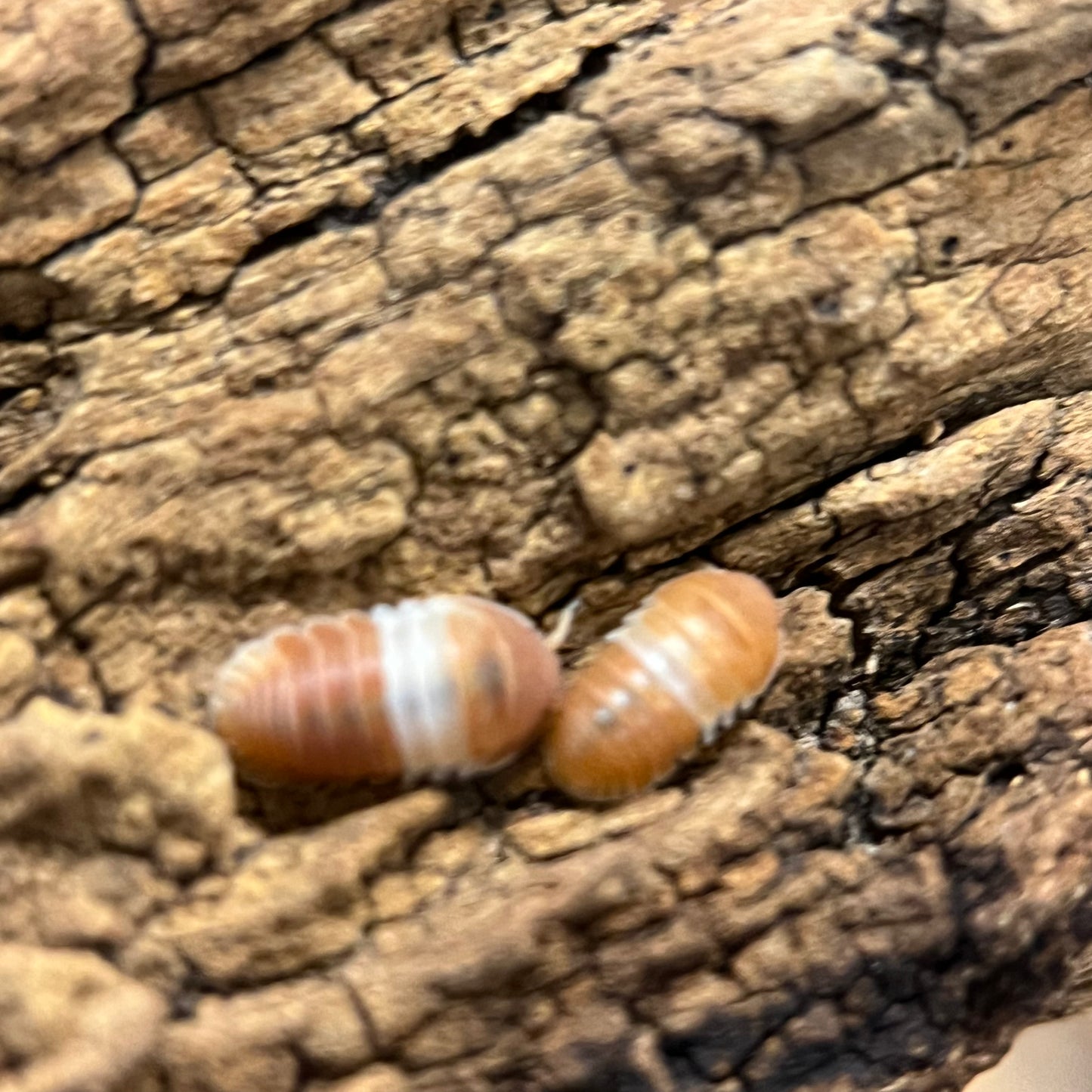 Cubaris sp. “Red Panda”