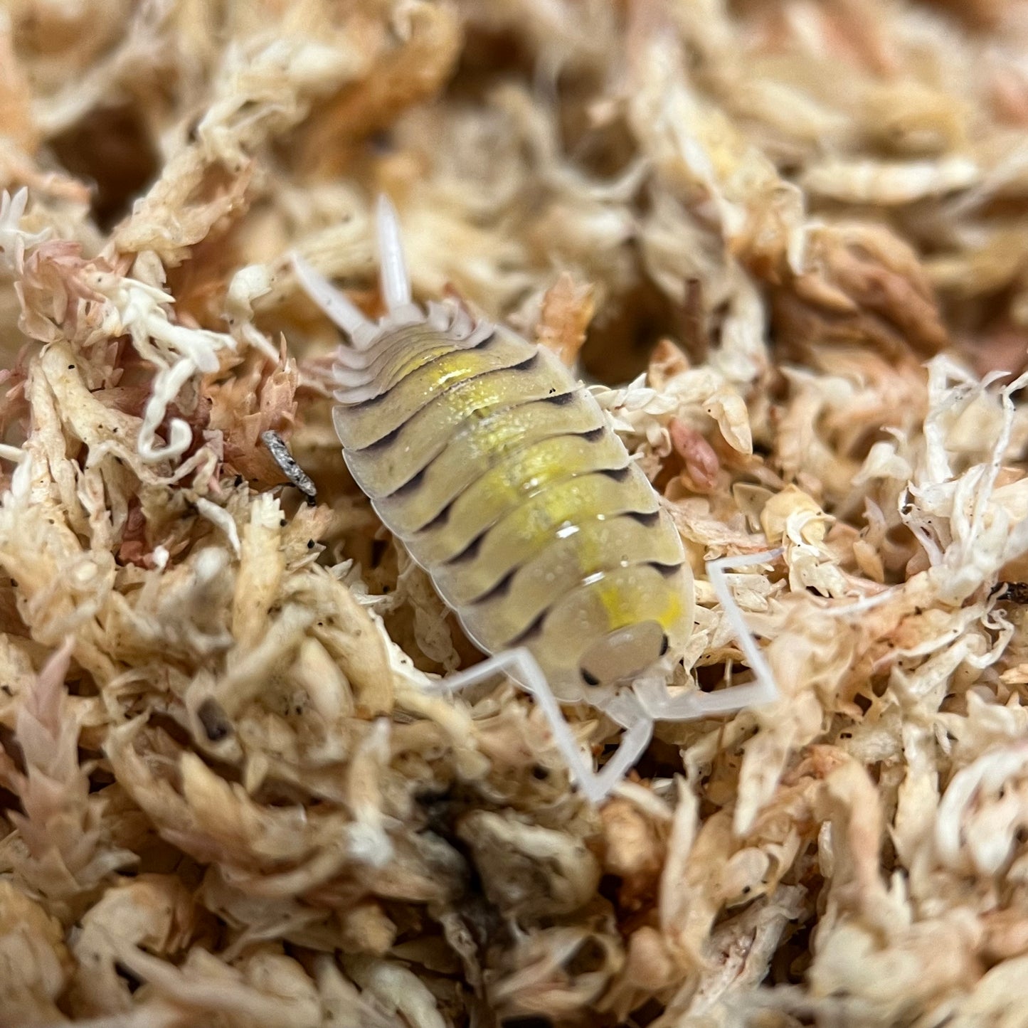 Porcellio Sp. Bolivari