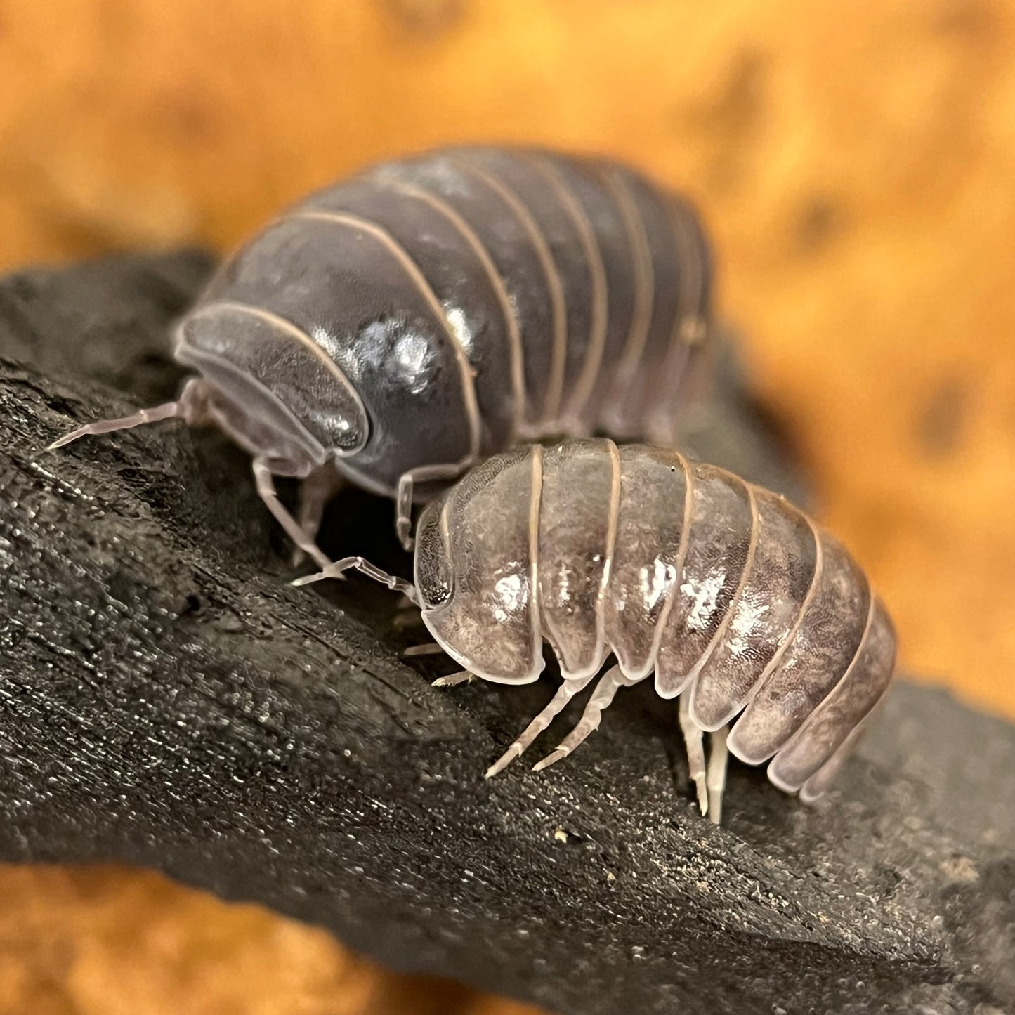 Armadillo Officinalis “Spain”