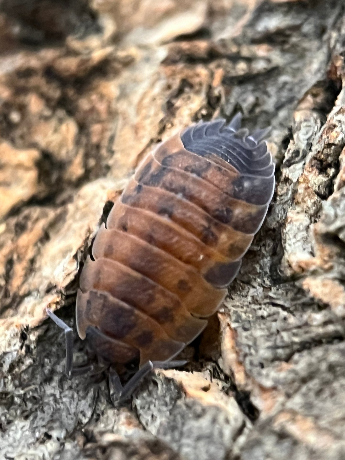 Porcellio Scaber Sp. “Lava”