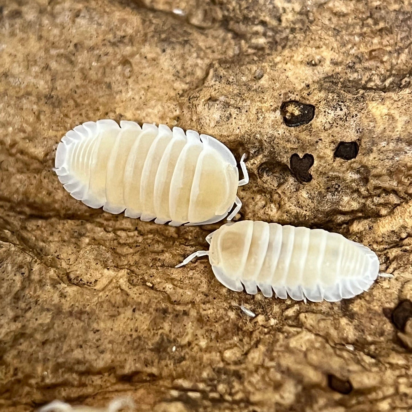 Cubaris Murina “Glacier”