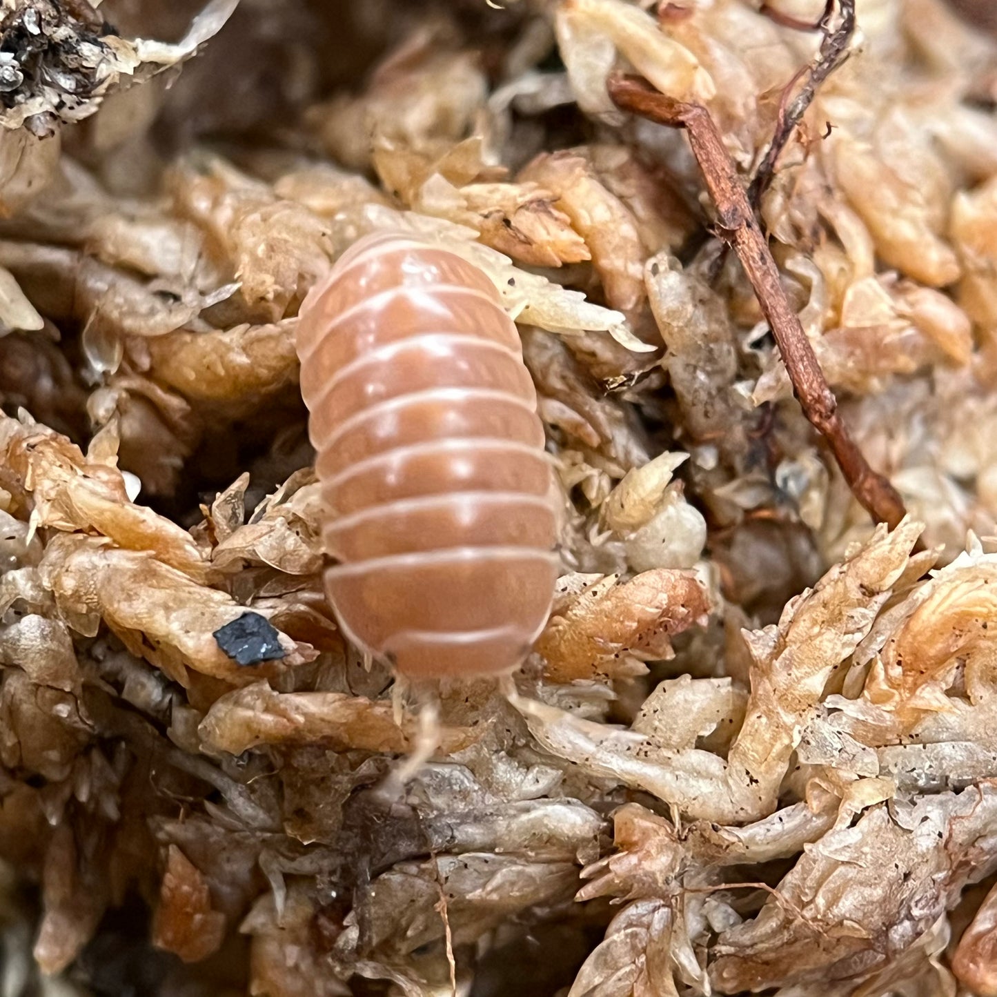 Armadillo Officinalis “Red”