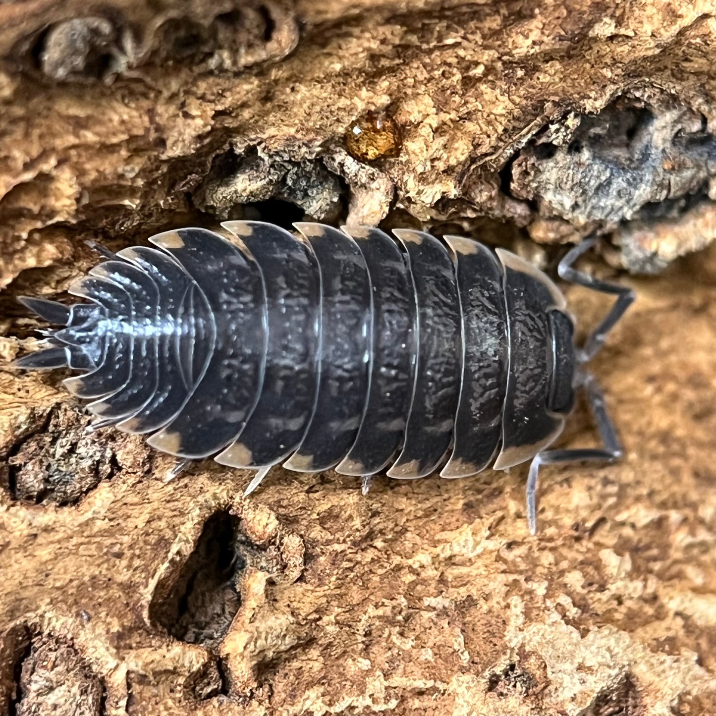 Trachelipus Caucasius