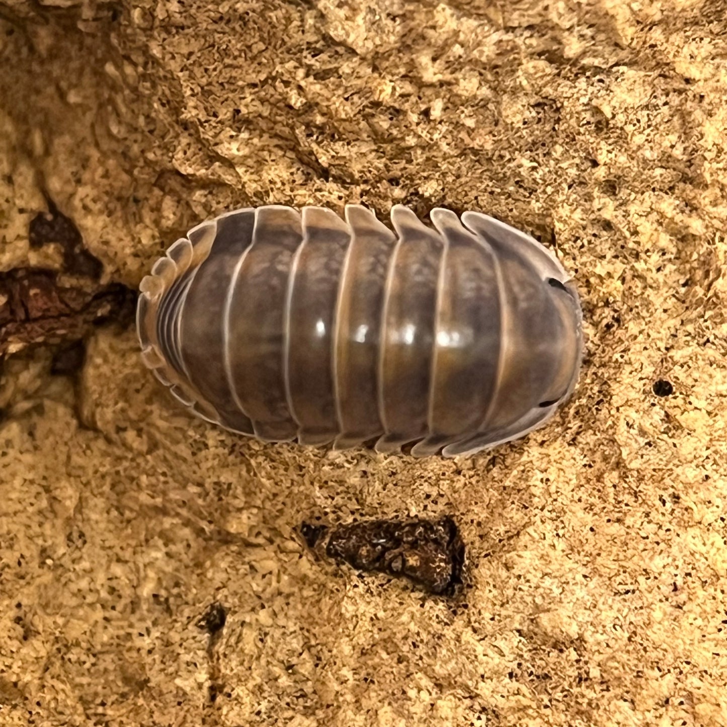 Cubaris Sp. “Red Pak Chong”