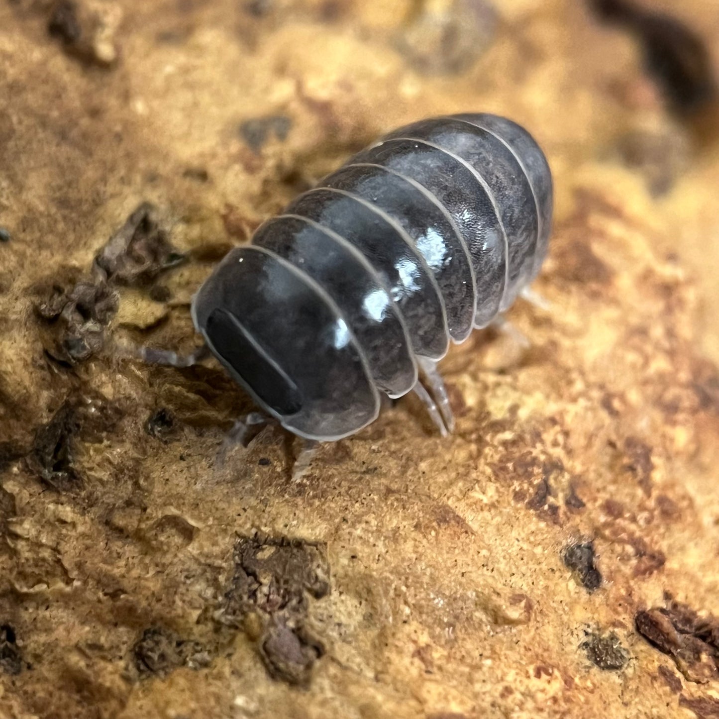 Armadillo Officinalis “Spain”