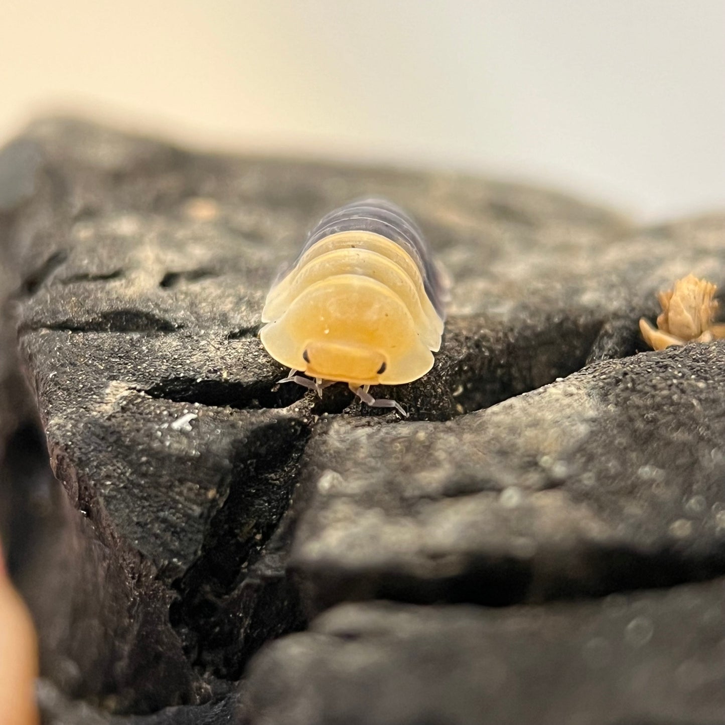 Cubaris Sp. “Rubber Bee”