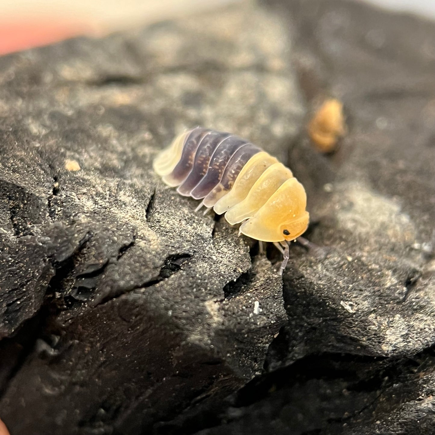 Cubaris Sp. “Rubber Bee”