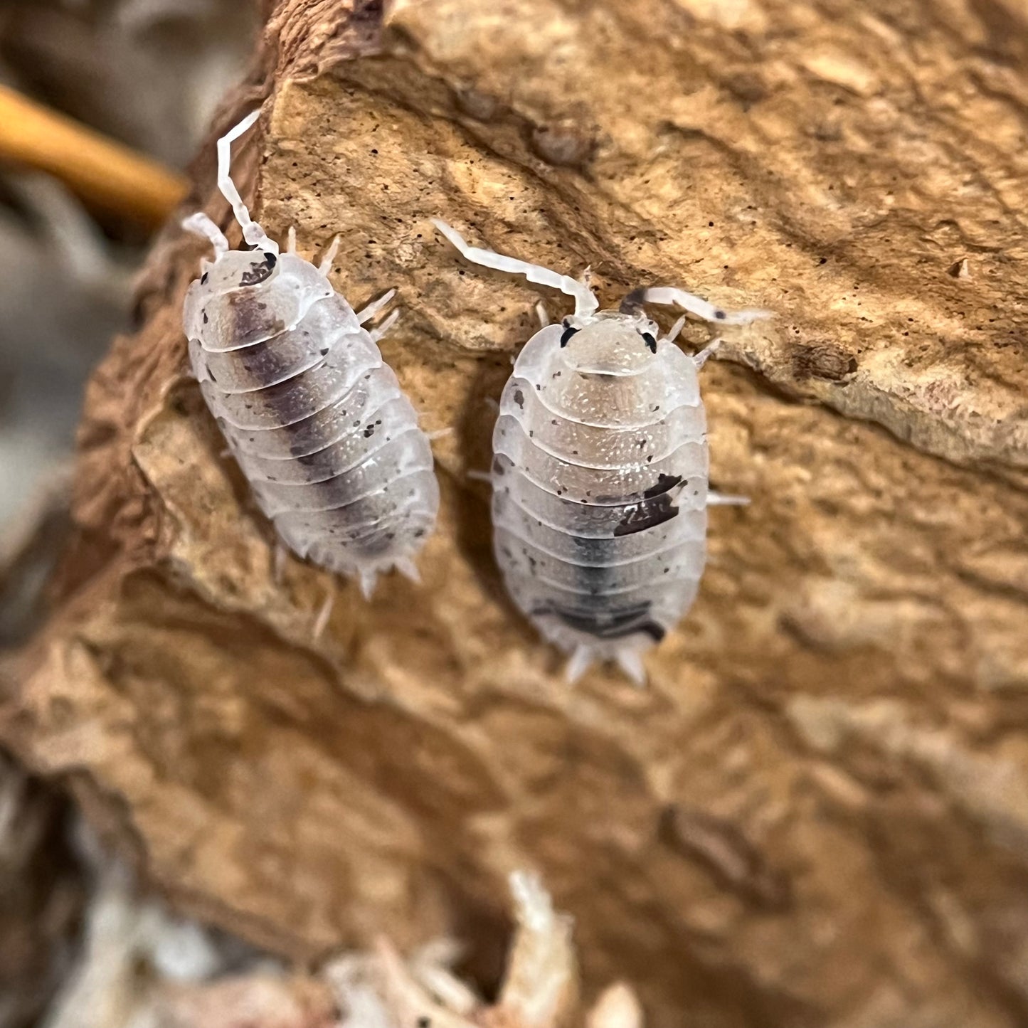 Porcellio Scaber sp. “Dalmatian”