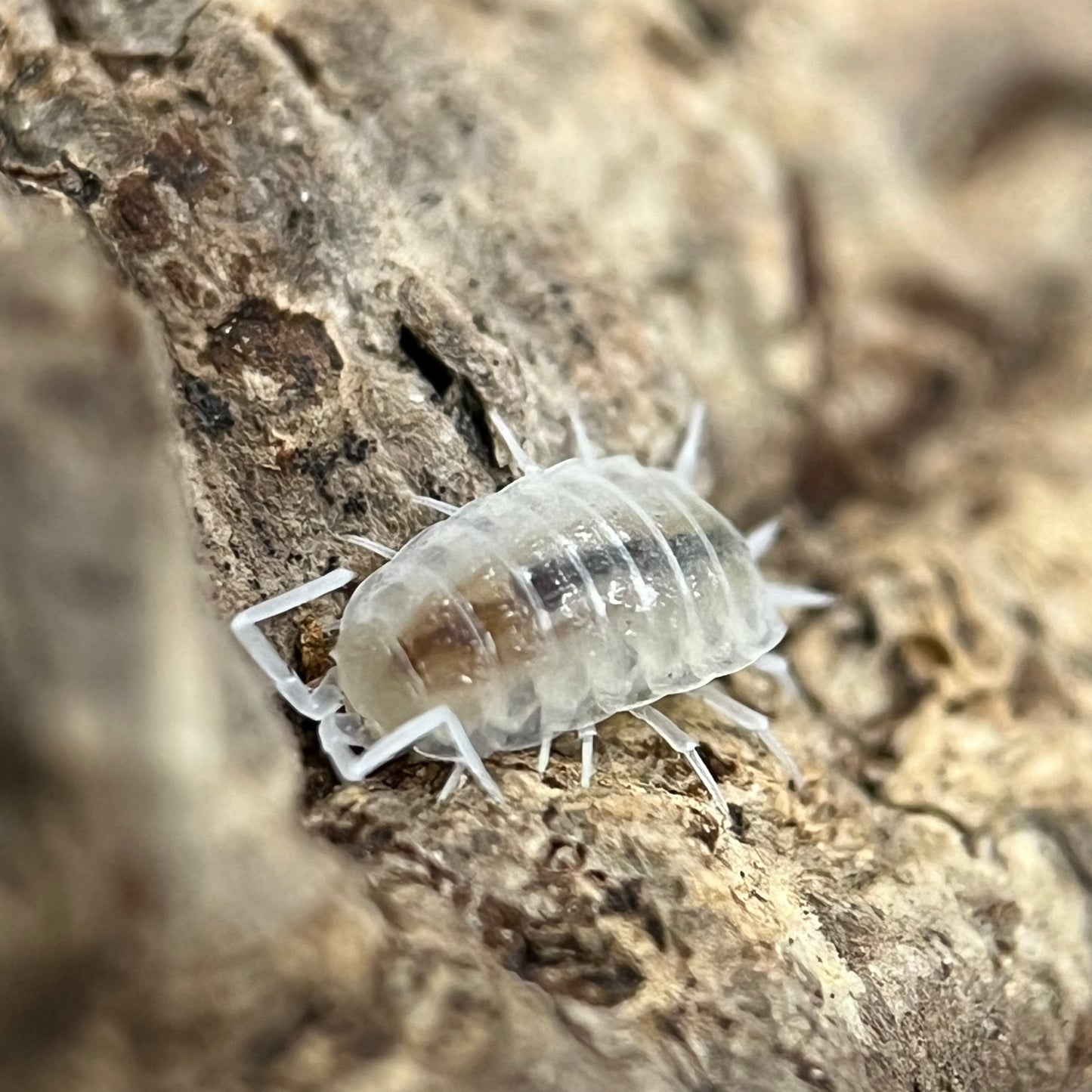 Porcellionides Pruinosus “Whiteout”