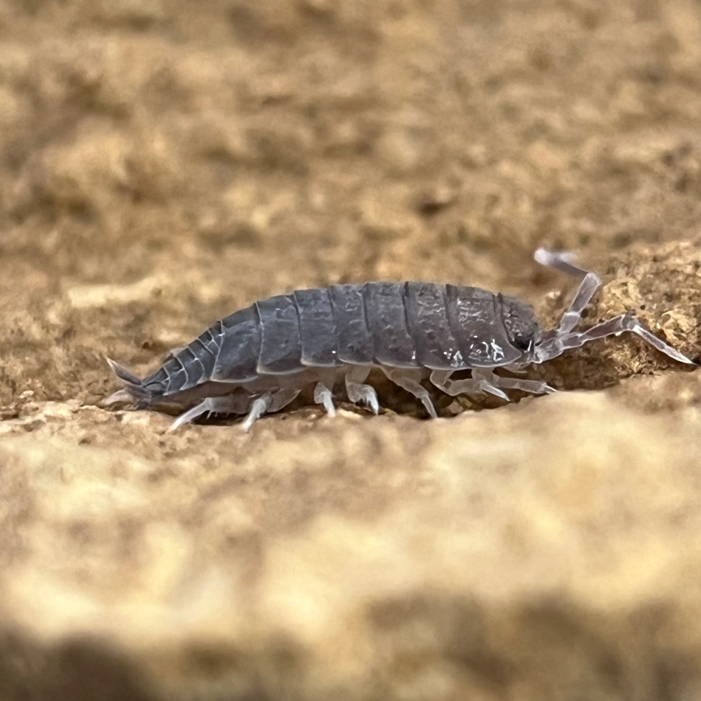Porcellionides Pruinosus “powder blue”
