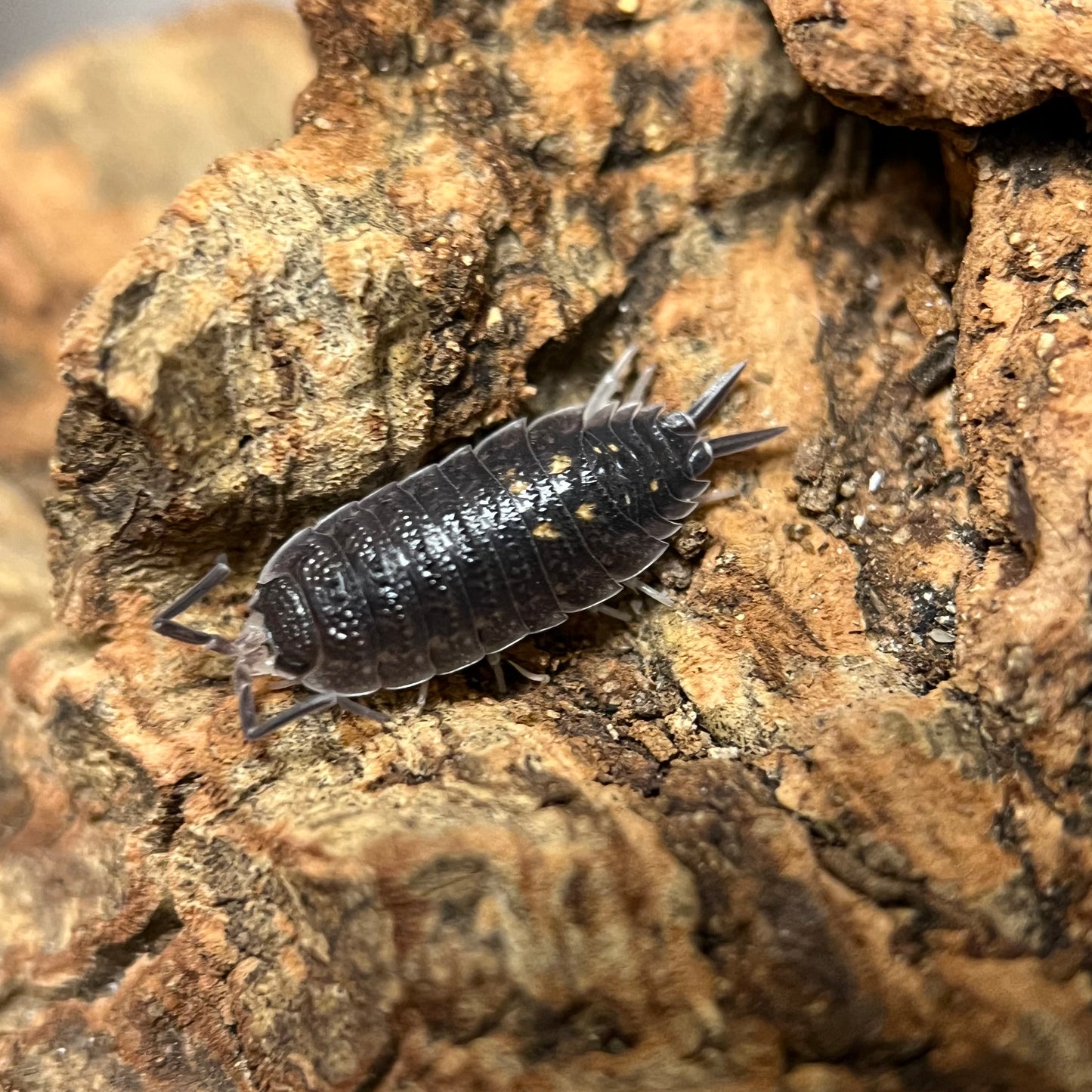 Porcellio Ornatus “Yellow Dot”