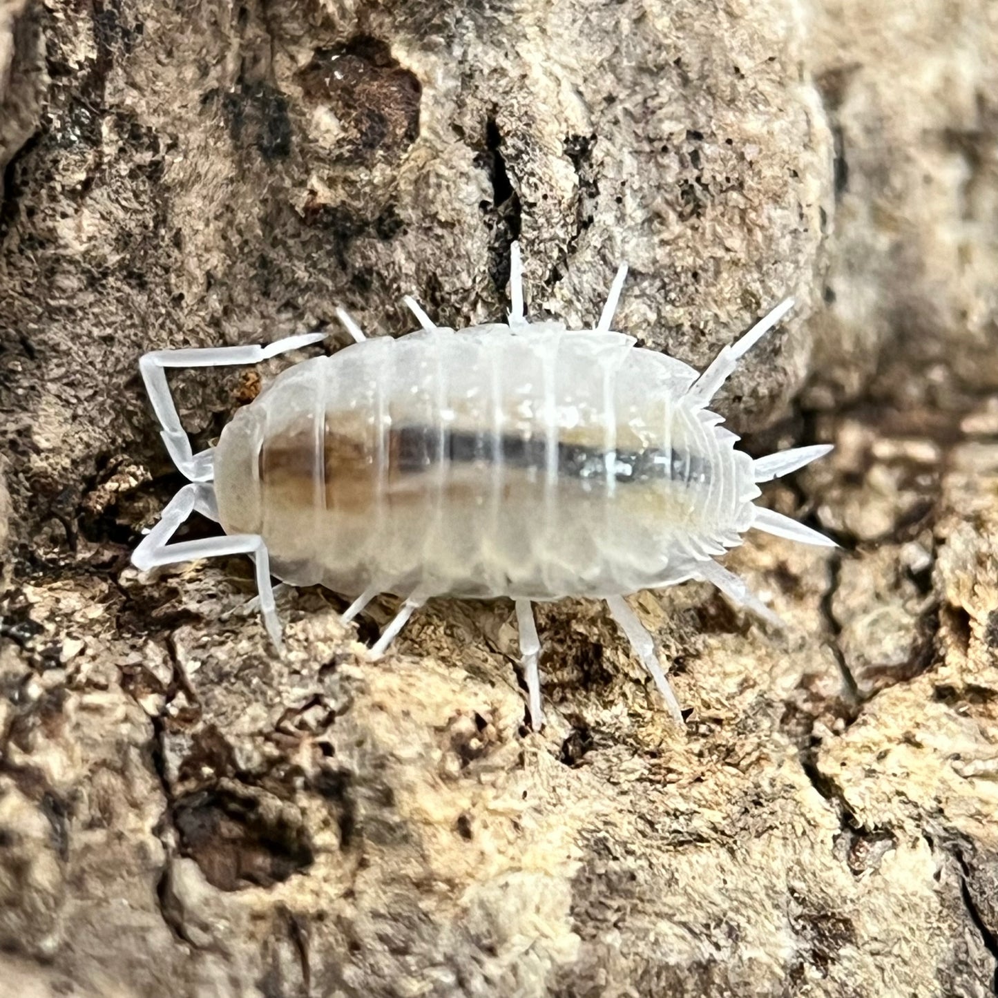 Porcellionides Pruinosus “Whiteout”