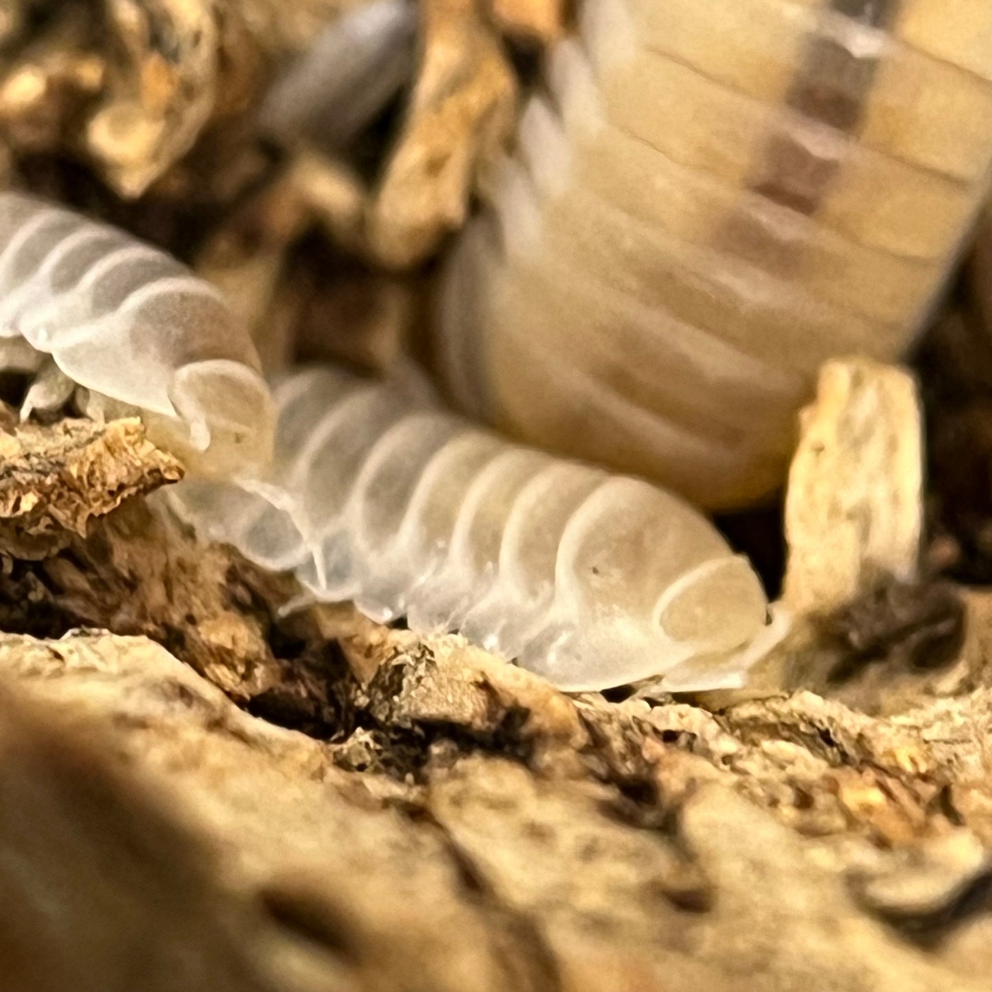 Cubaris Murina “Glacier”