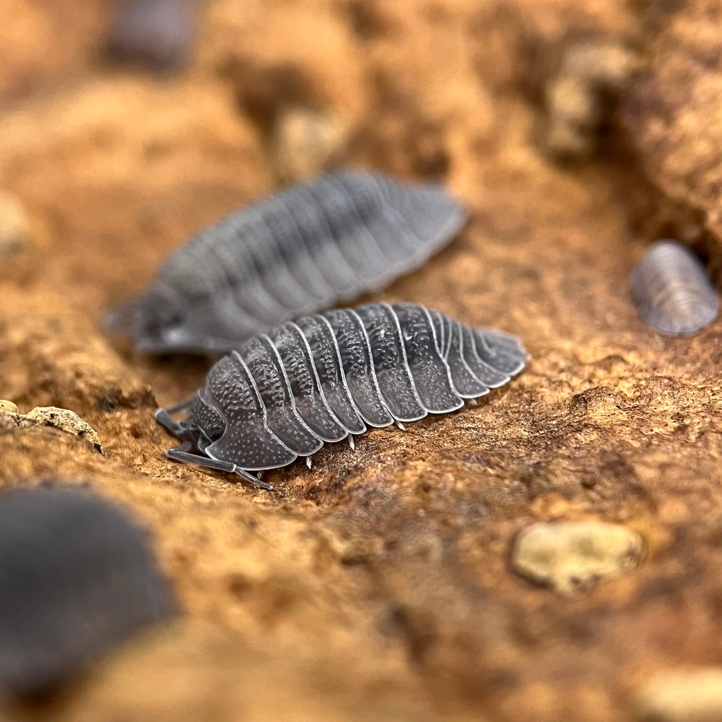 Cubaris Sp. “Blue Pigeon”