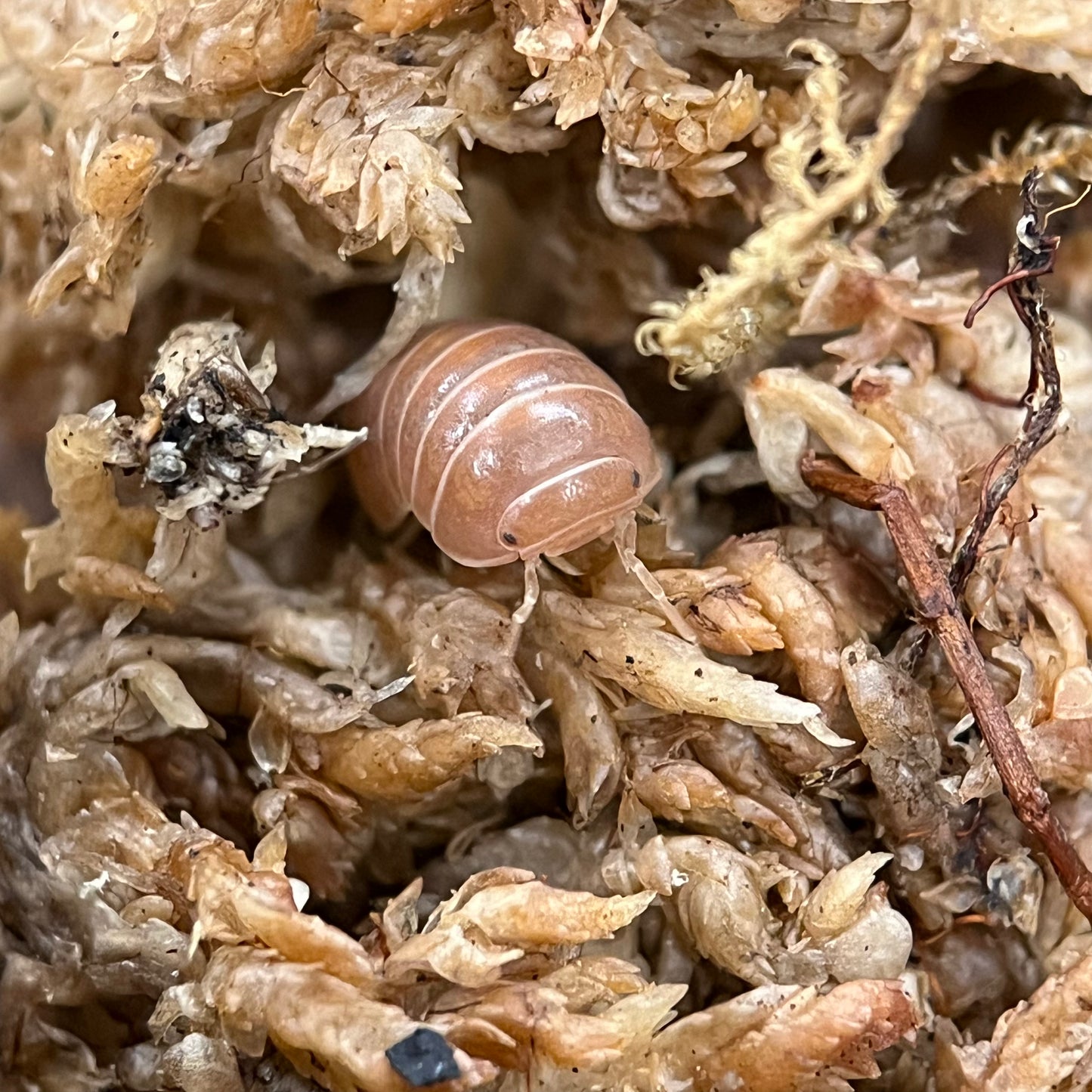 Armadillo Officinalis “Red”