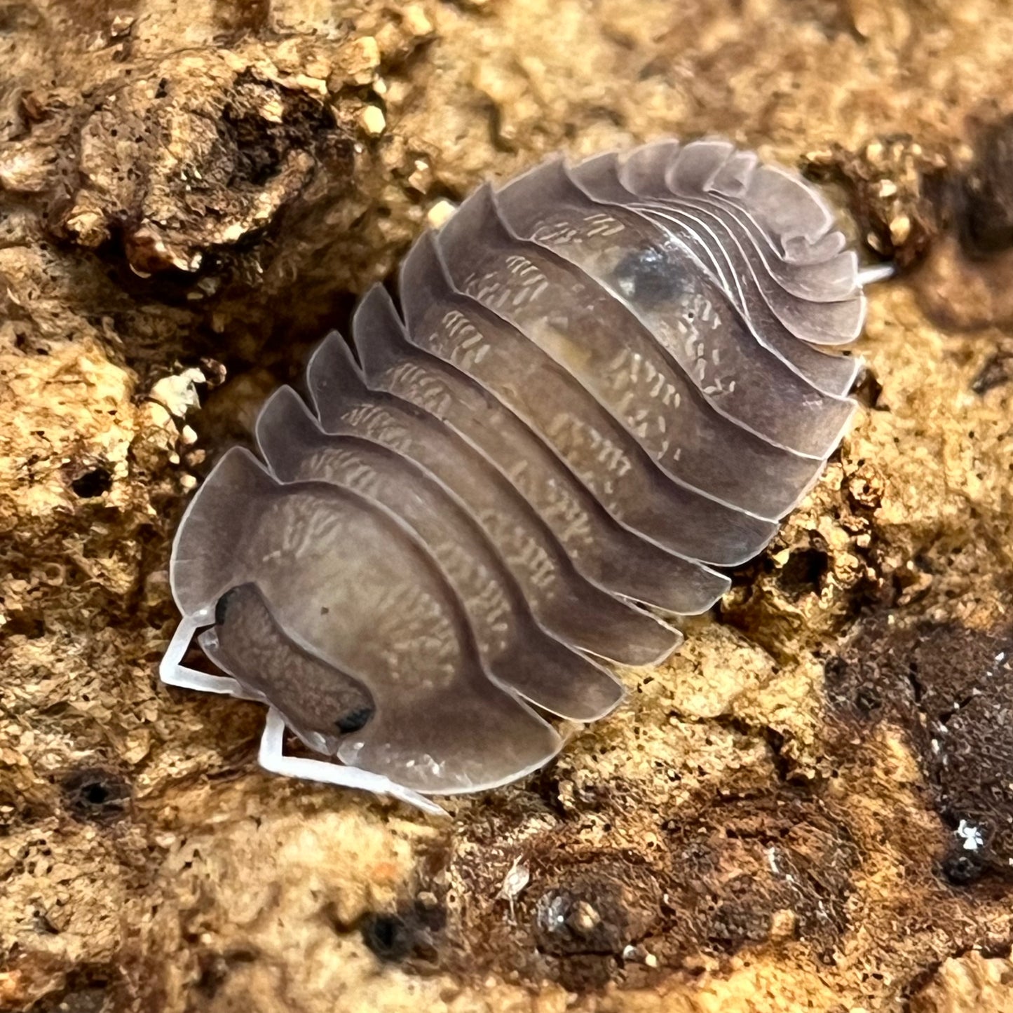 Troglodillo Sp. “Soil”