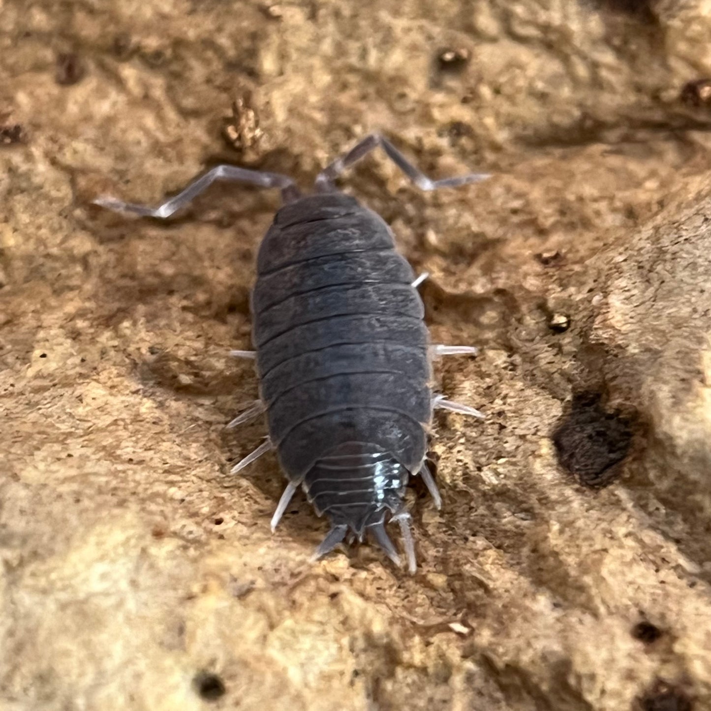 Porcellionides Pruinosus “powder blue”