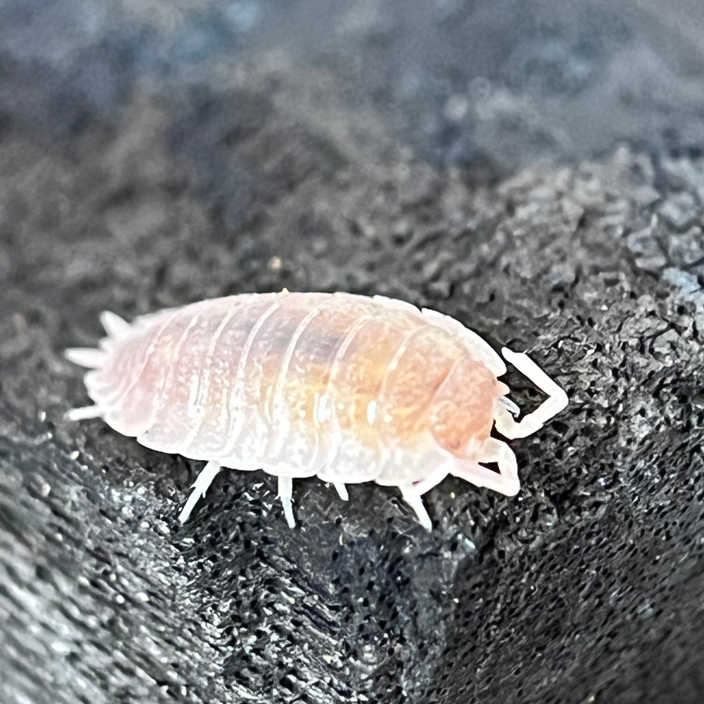 Porcellio Scaber “Ghost”