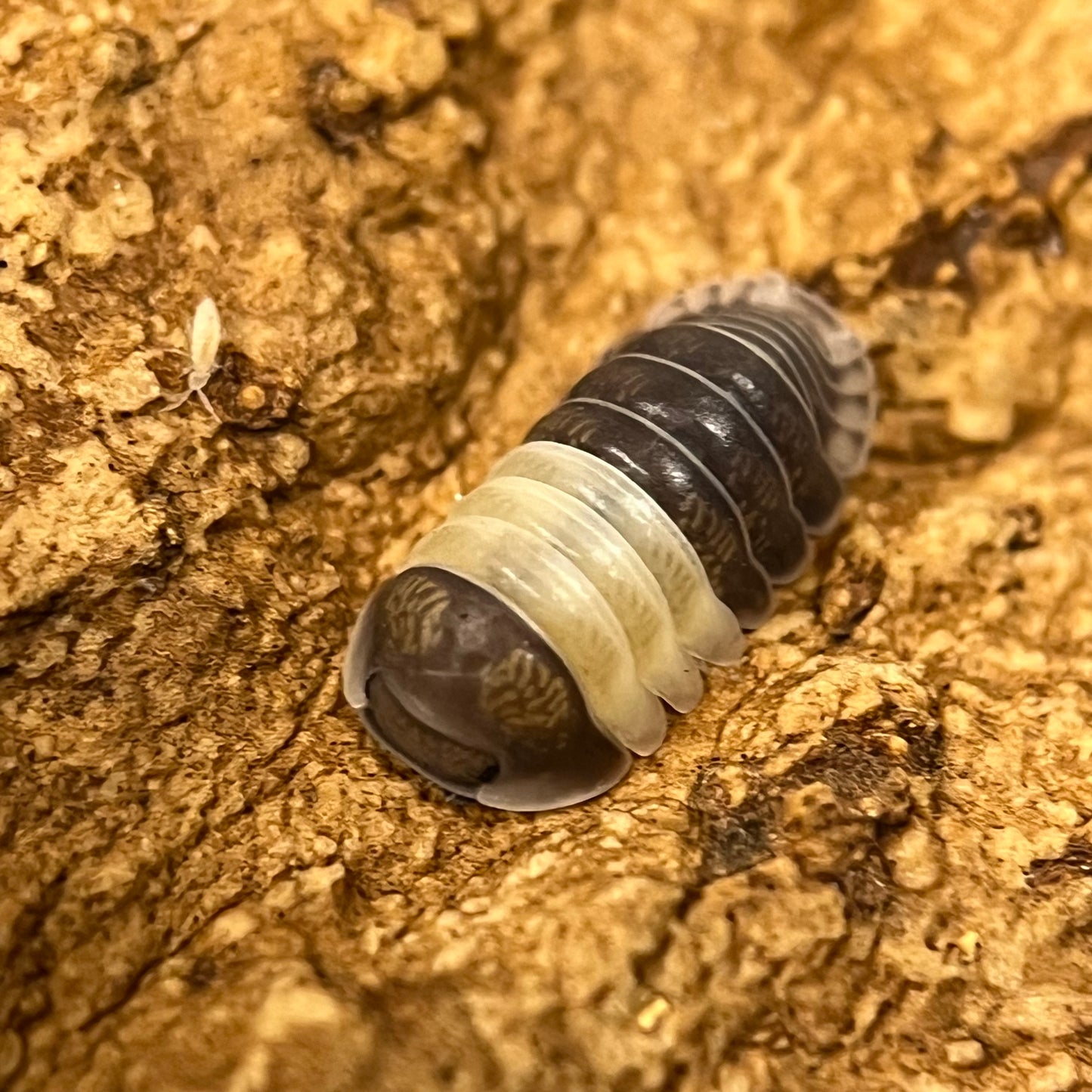 Cubaris Sp. “Panda King”