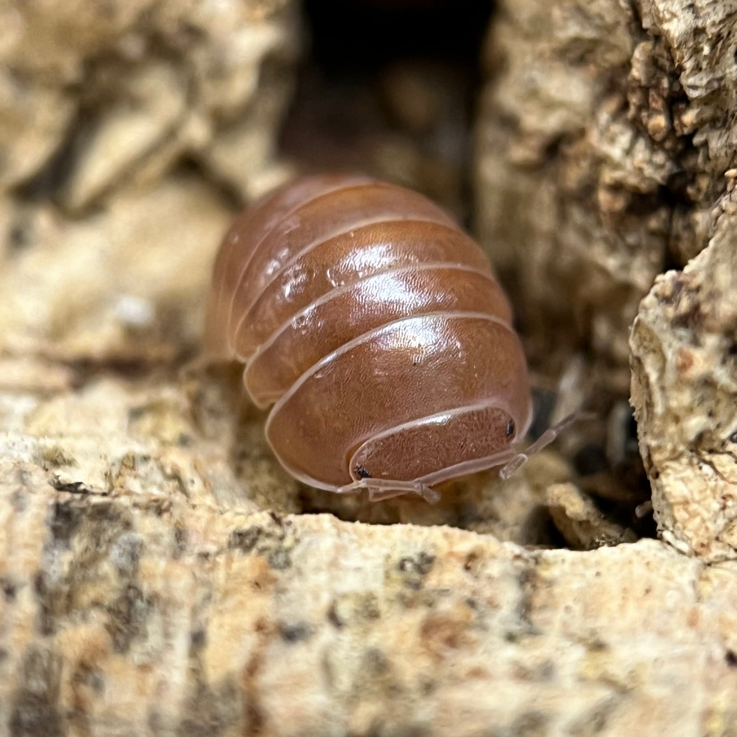 Armadillo Officinalis “Red”
