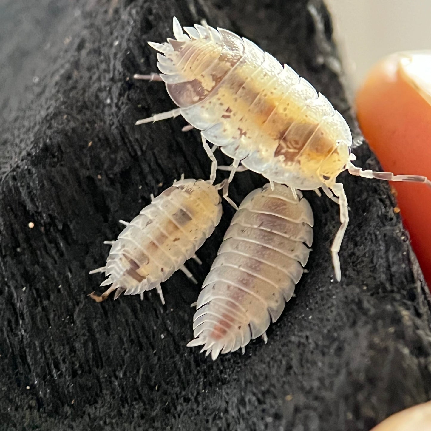 Porcellio Scaber sp. “Dalmatian”