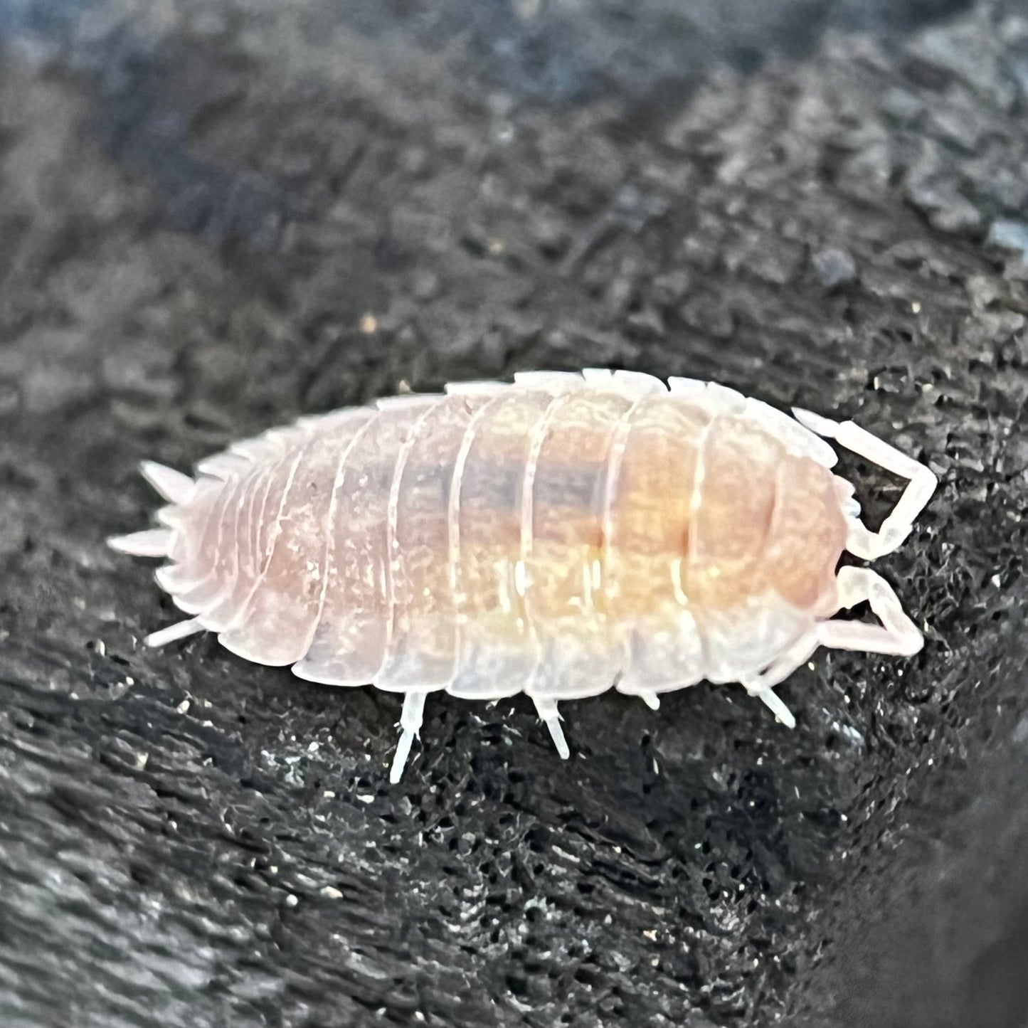 Porcellio Scaber “Ghost”