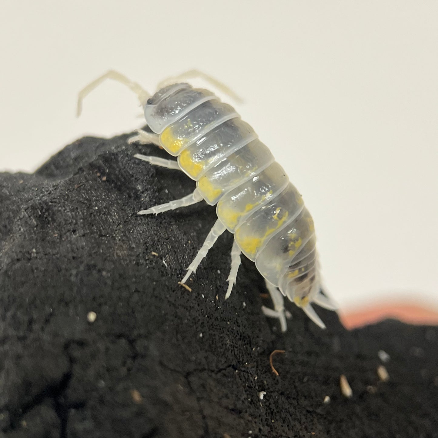 Porcellio Ornatus “witches brew”