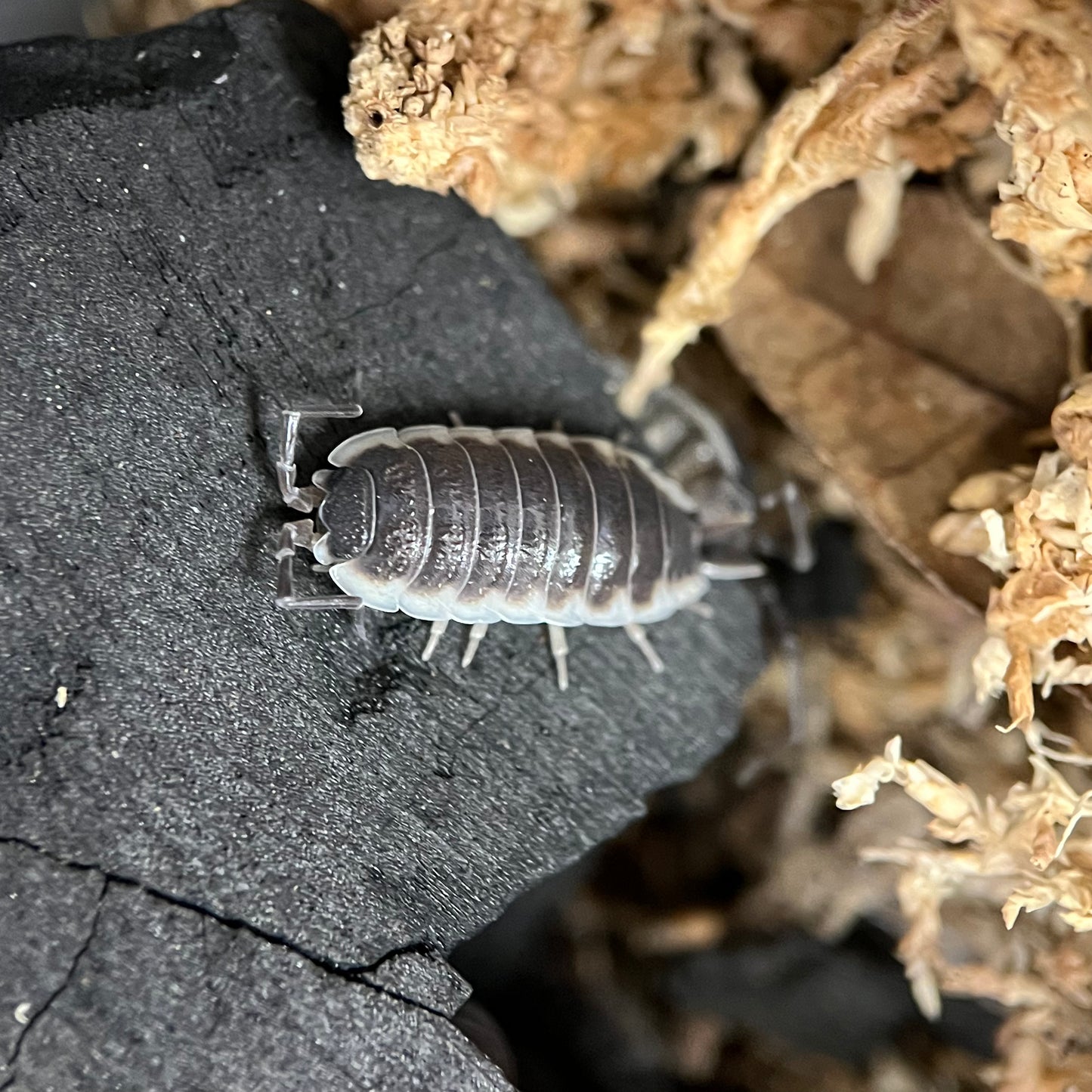Porcellio Sp. “Sevilla”
