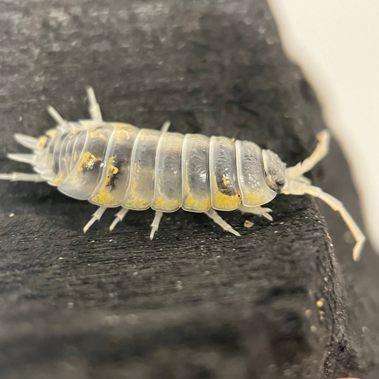 Porcellio Ornatus “witches brew”