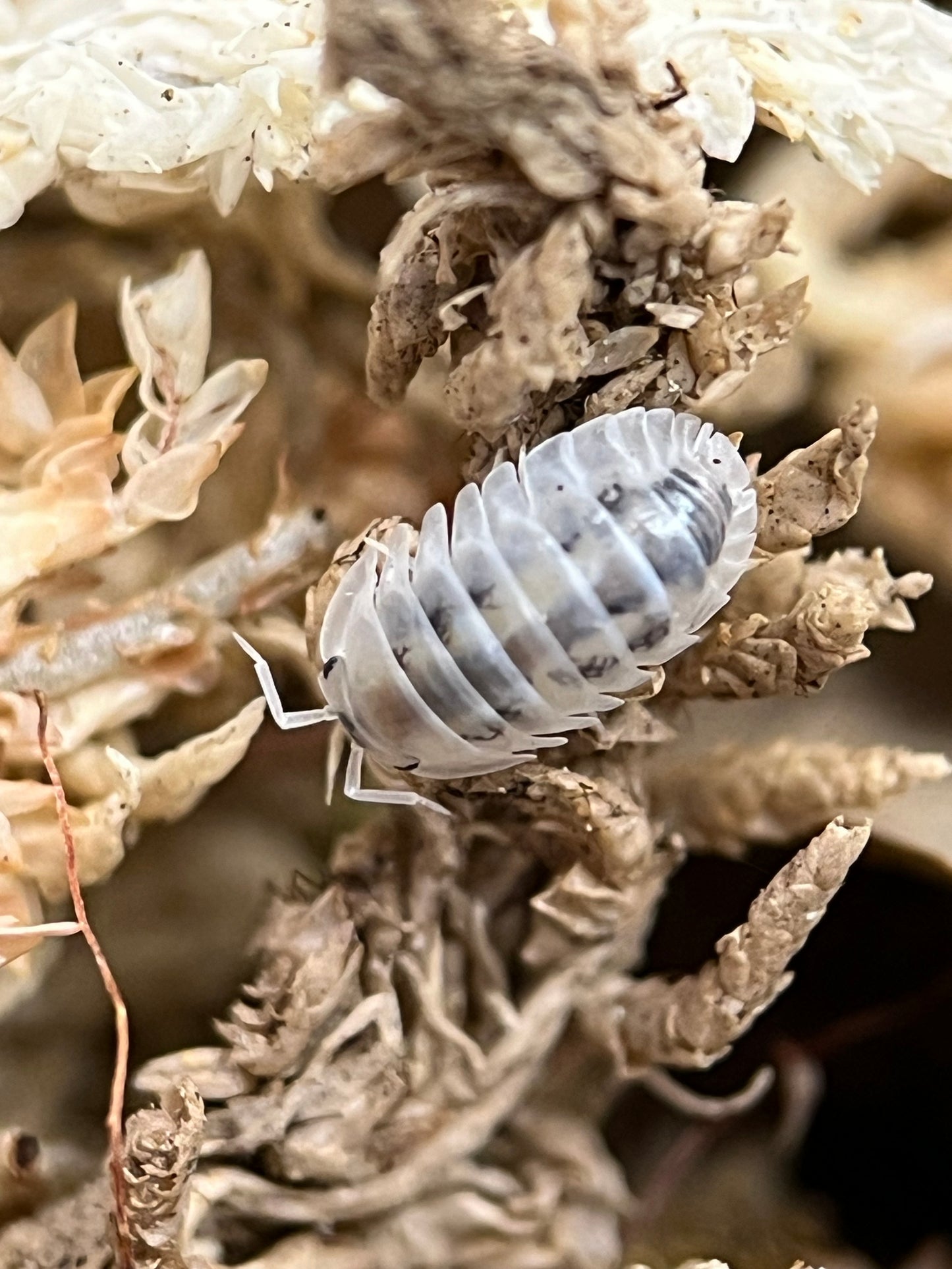 Nesodillo Arcangelii “Shiro Utsuri”