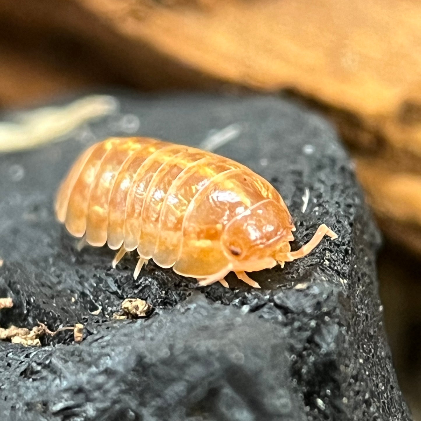 Armadillidium Vulgare “Orange Vigor”