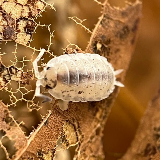 Porcellio Scaber sp. “Dalmatian”