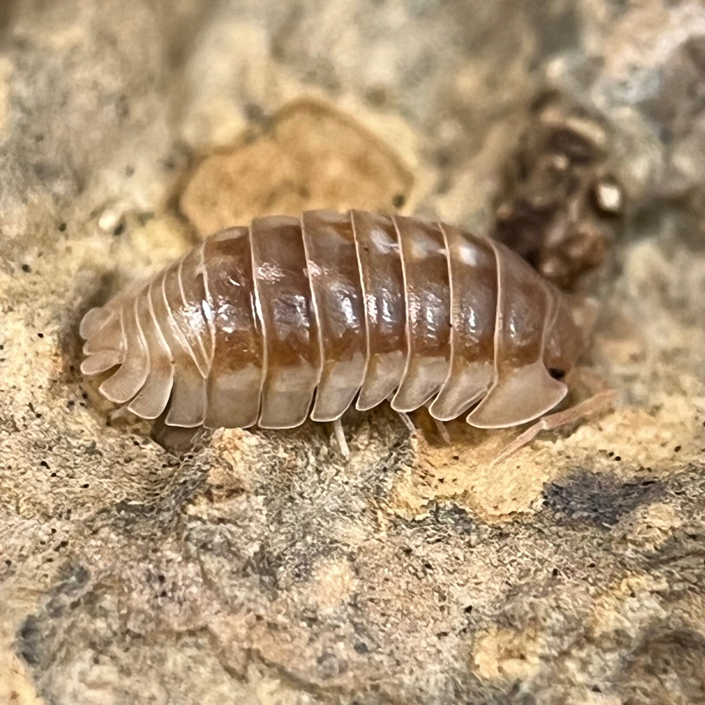 Armadillidium sp. Nasatum “Peach”