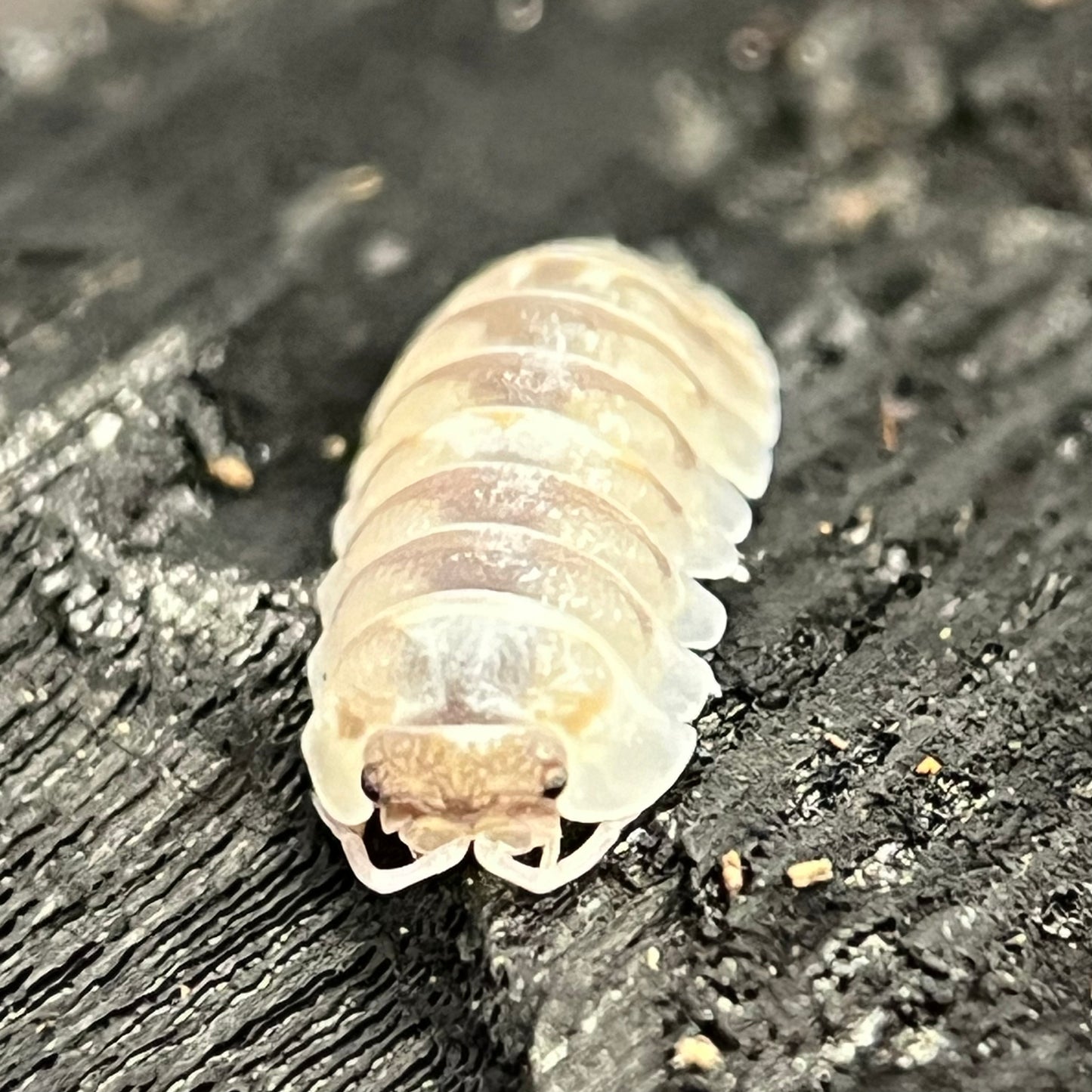 Armadillidium Sp. “Marbleized”