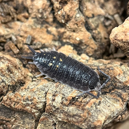 Porcellio Ornatus “Yellow Dot”