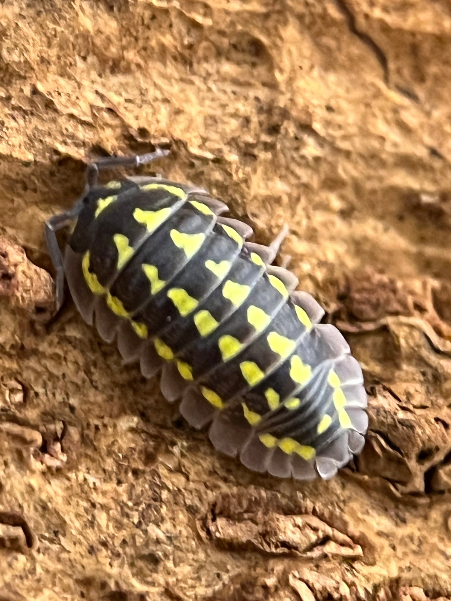 Armadillidium sp. Gestroi