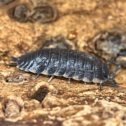 Trachelipus Caucasius