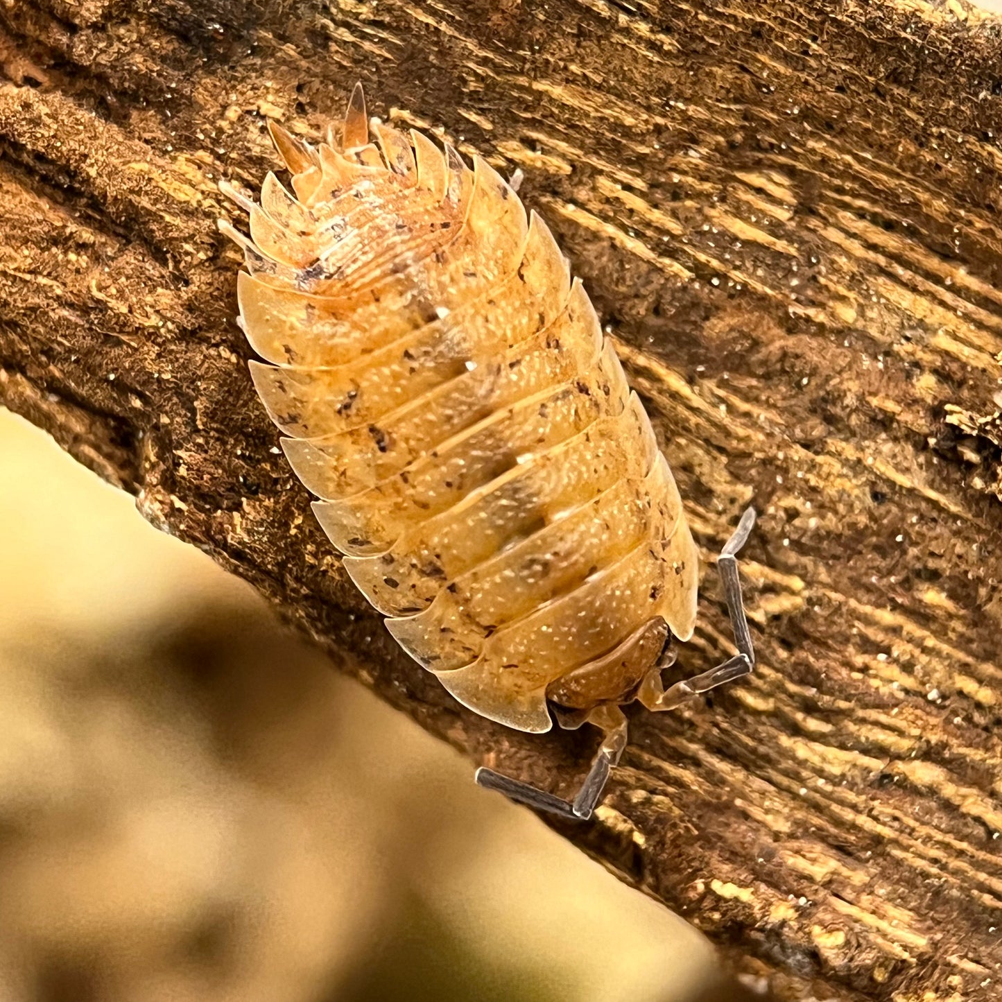 Porcellio Scaber “Lemonade”