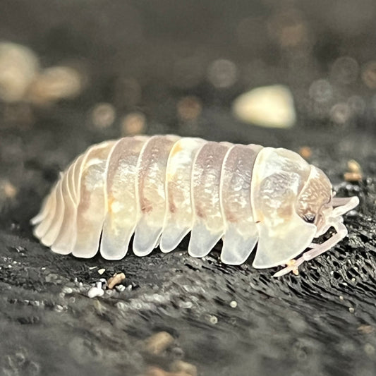 Armadillidium Sp. “Marbleized”