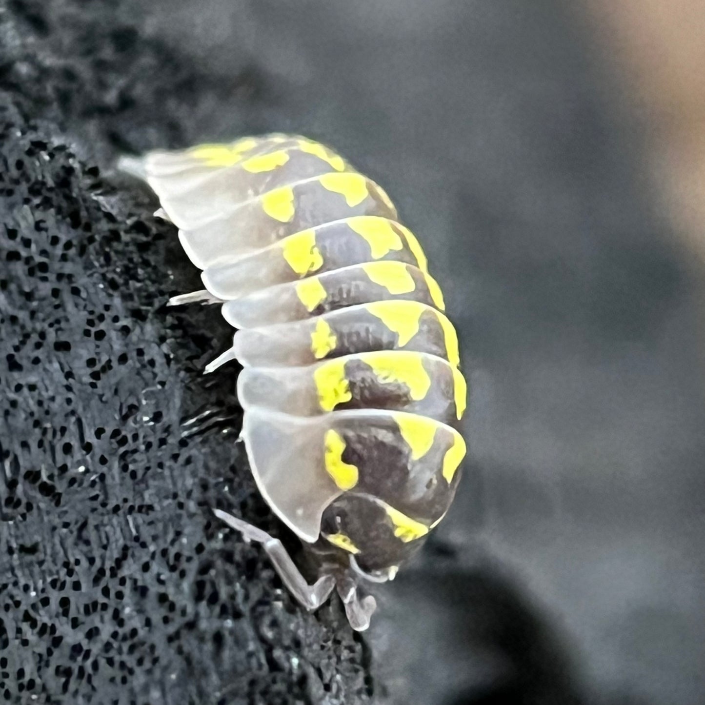 Armadillidium sp. Gestroi