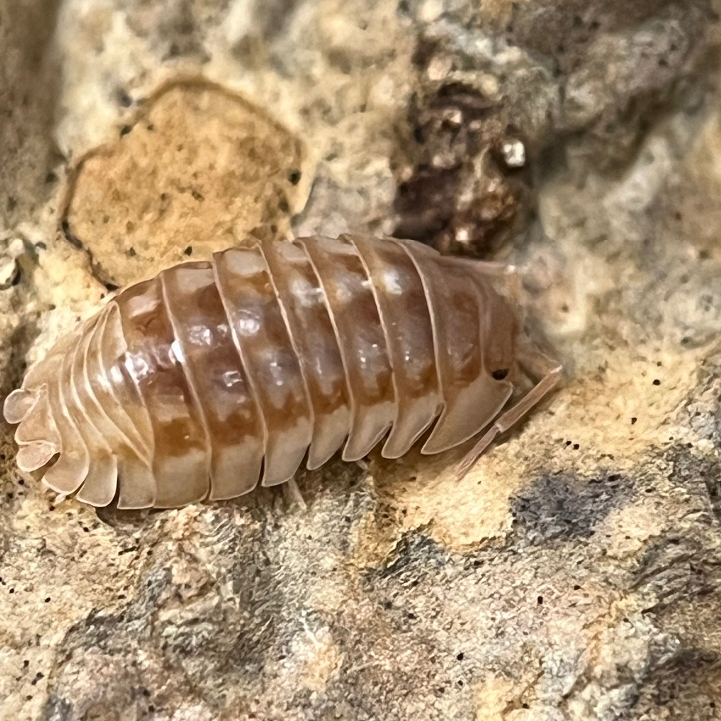 Armadillidium sp. Nasatum “Peach”