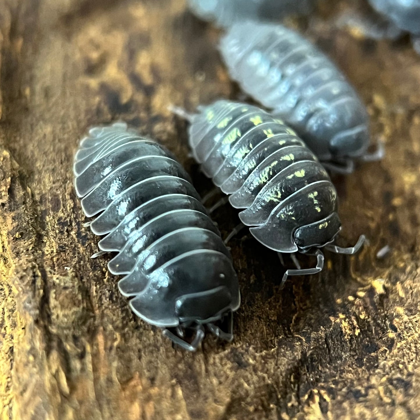 Armadillidium “Depressum”