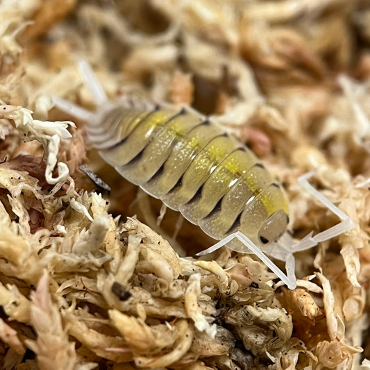 Porcellio Sp. Bolivari