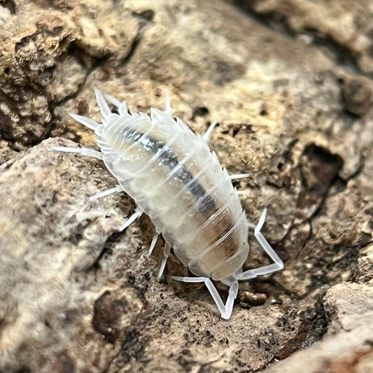 Porcellionides Pruinosus “Whiteout”