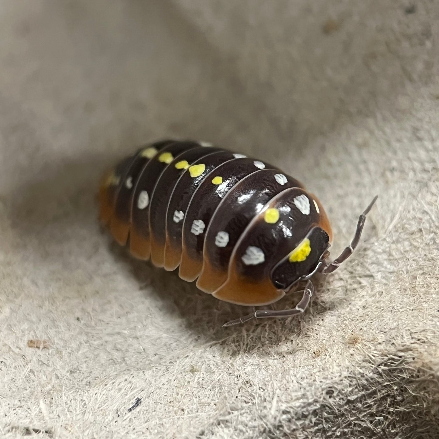 Armadillidium sp. “Clown” (Montenegro)