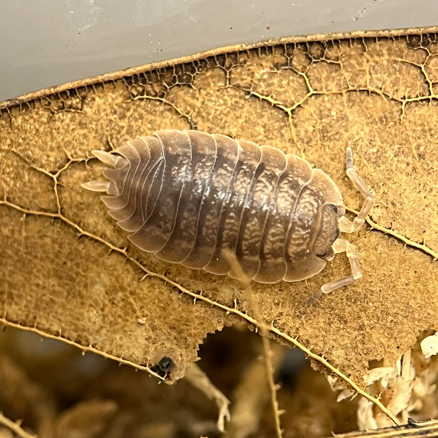 Porcellio Dilatatus “Giant Canyon”