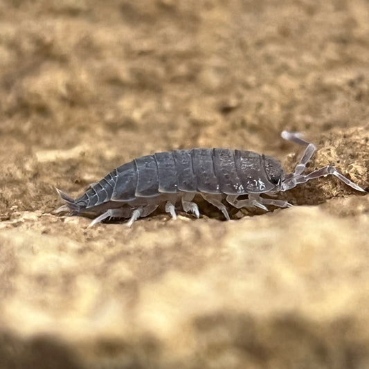 Porcellionides Pruinosus “powder blue”