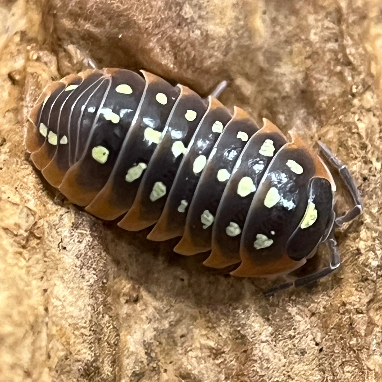 Armadillidium sp. “Clown” (Montenegro)