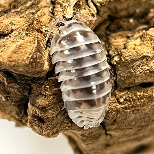 Armadillidium Maculatum “High white Dalmatian”