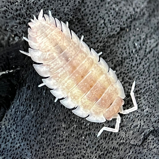 Porcellio Scaber “Ghost”
